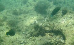 Halichoeres marginatus