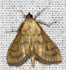 Paratalanta pandalis