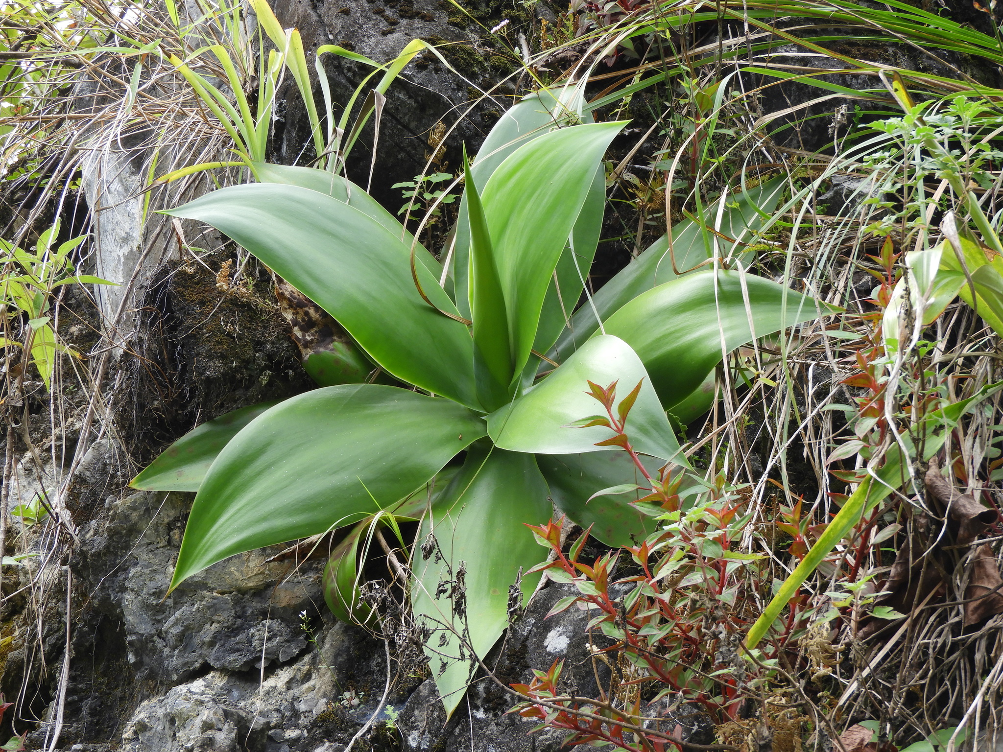 Photos of Agave ellemeetiana  iNaturalist
