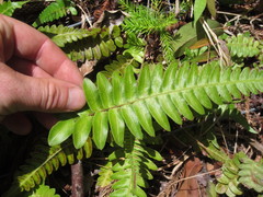 Blechnum appendiculatum