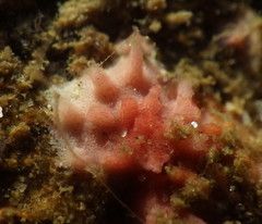 Homotrematidae