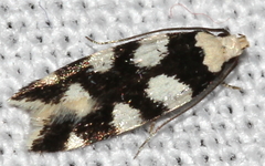 Pseudotelphusa tessella