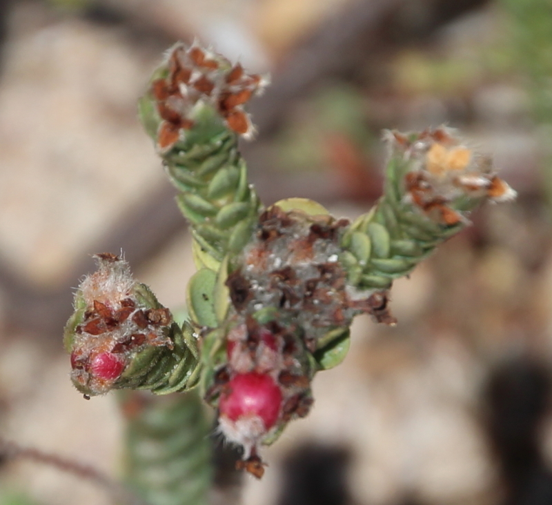 Pimelea villosa, Henderson Bay, by tangatawhenua