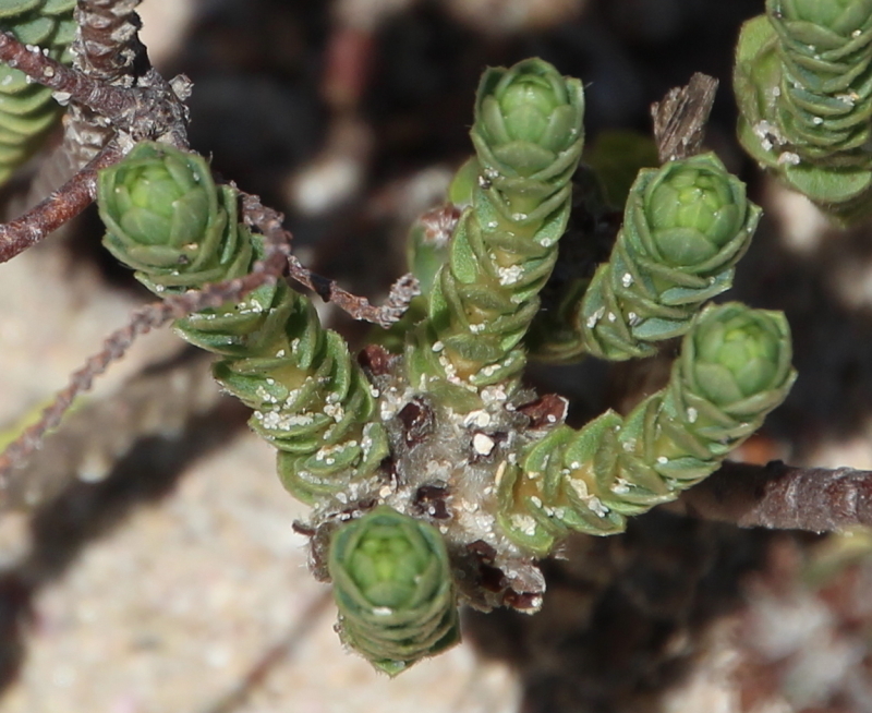 Pimelea villosa, Henderson Bay, by tangatawhenua