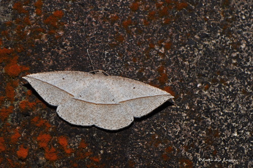 Heteralex aspersa