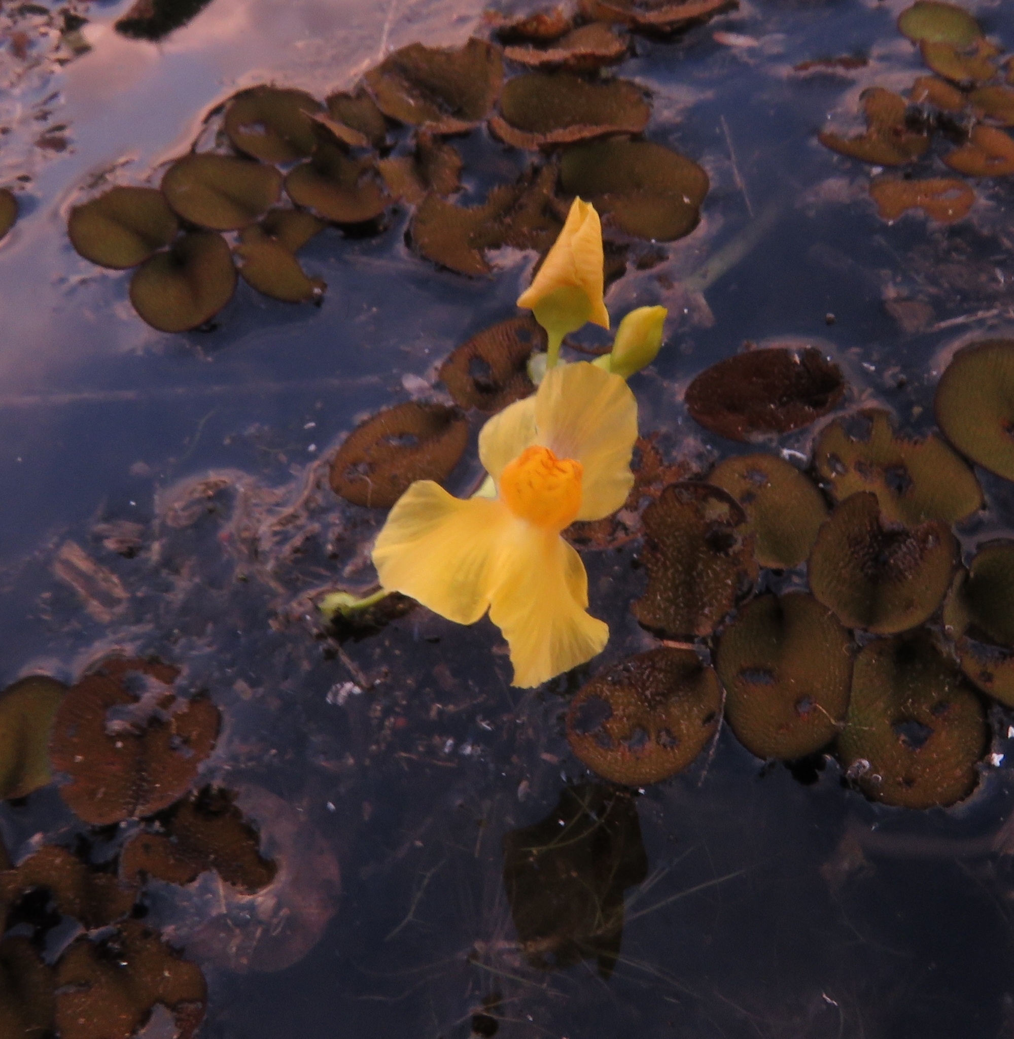 Utricularia foliosa