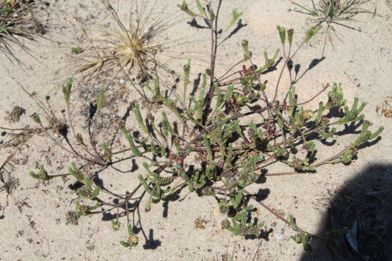 Pimelea villosa, Henderson Bay, by tangatawhenua