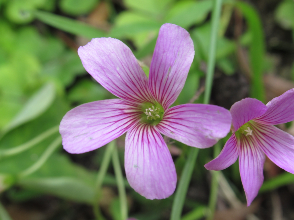Oxalis Edible Plants Of Sydney Inaturalist