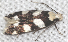 Pseudotelphusa tessella