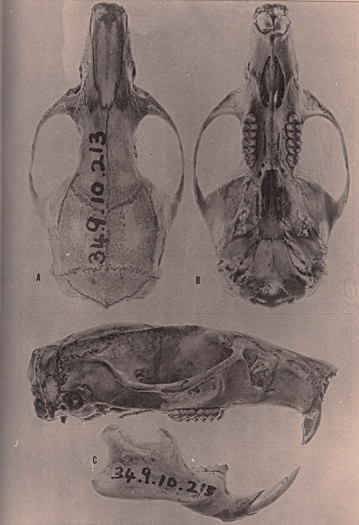 Hammond's rice rat