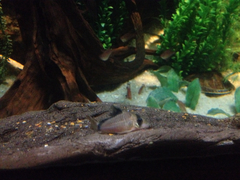 Corydoradinae