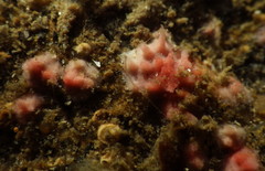 Homotrematidae