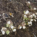 Geastrum smardae - Photo (c) Gordon C. Snelling, algunos derechos reservados (CC BY), subido por Gordon C. Snelling