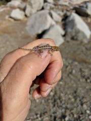 Sceloporus grandaevus