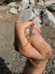 Sceloporus grandaevus