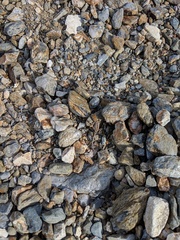 Sceloporus grandaevus