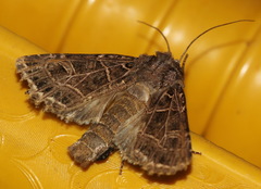 Sideridis reticulata