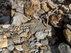 Sceloporus grandaevus