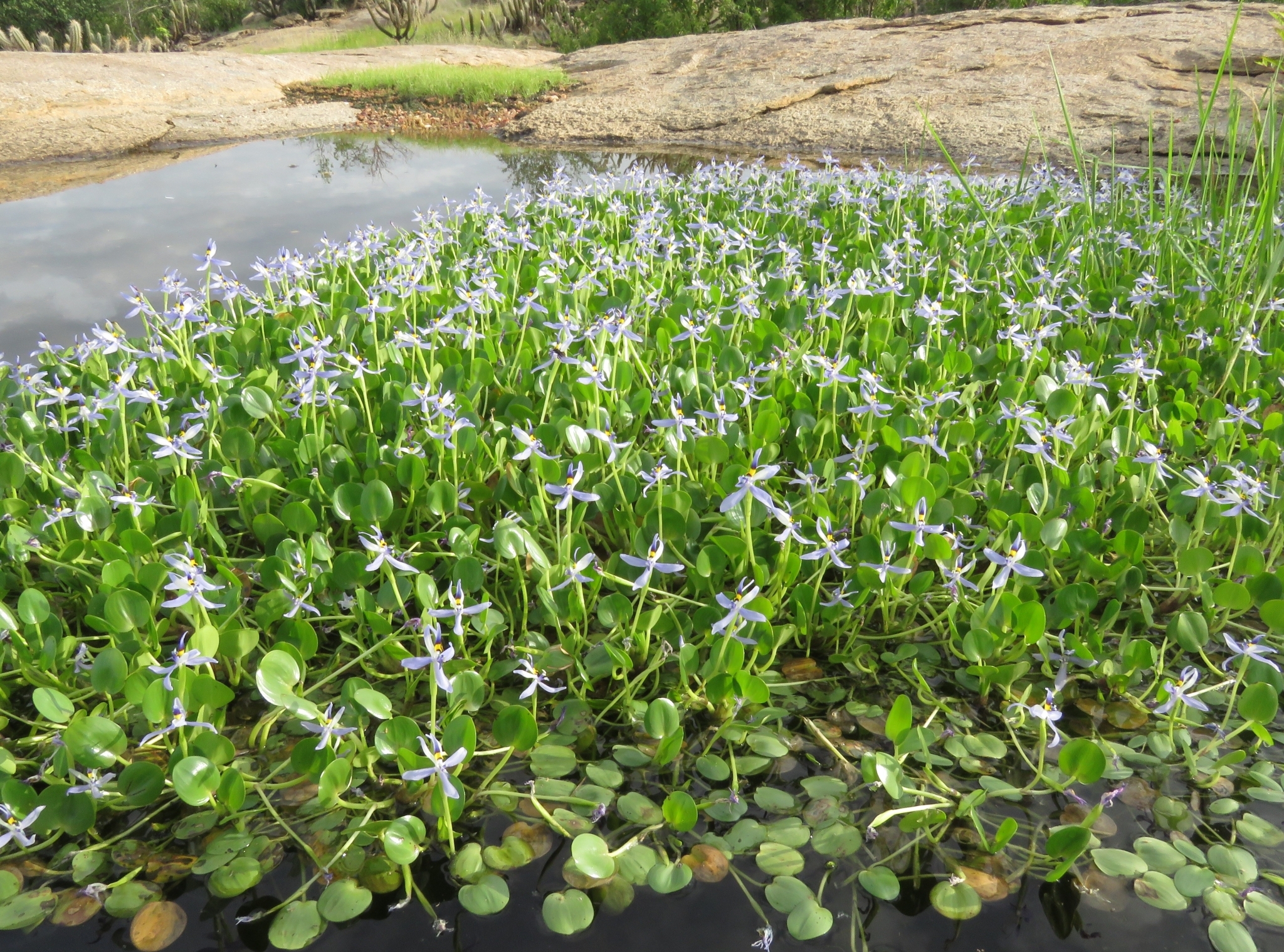 Heteranthera rotundifolia