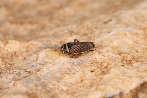 Anoscopus histrionicus