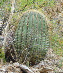 Ferocactus emoryi emoryi