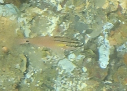 Barface cardinalfish (Ostorhinchus semilineatus) — Apogonidae — 5