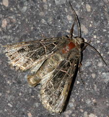 Sideridis reticulata