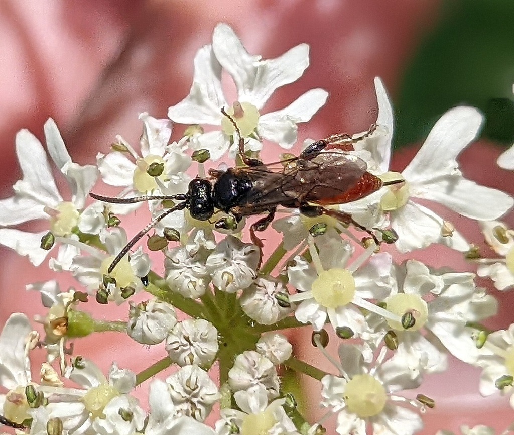 Endasys brevis