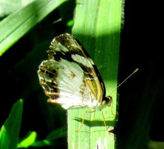 Janatella leucodesma