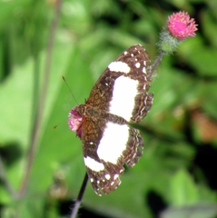 Janatella leucodesma