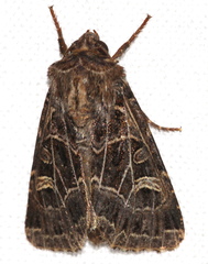 Sideridis reticulata