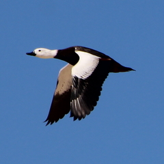 Paradise Shelduck photo 1