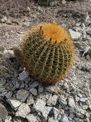 Ferocactus diguetii