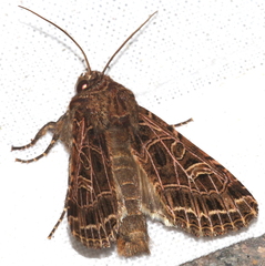 Sideridis reticulata