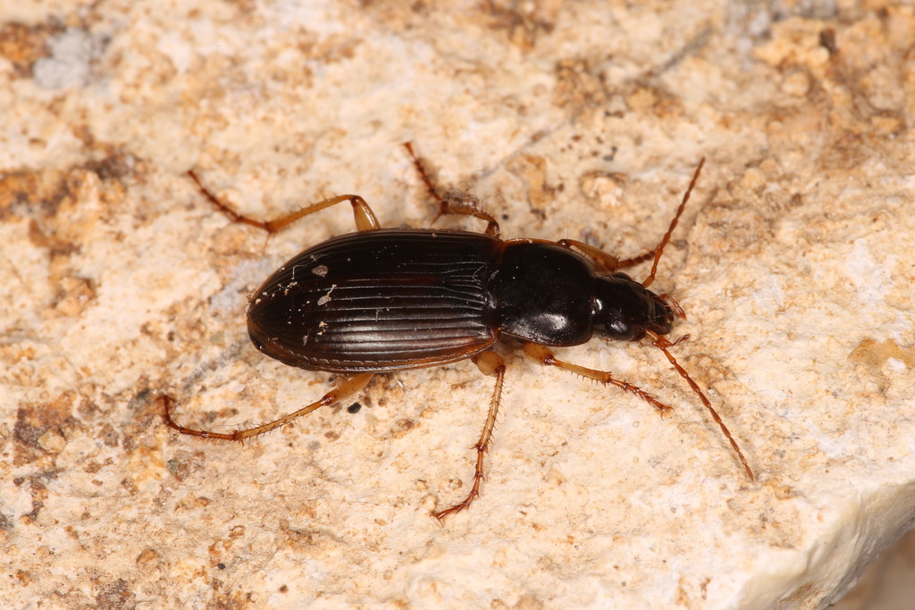 Calathus circumseptus