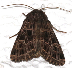 Sideridis reticulata