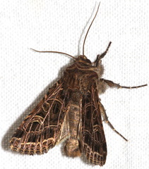 Sideridis reticulata