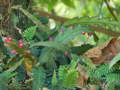 Lepismium cruciforme