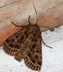 Sideridis reticulata