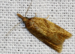 Sparganothis pilleriana
