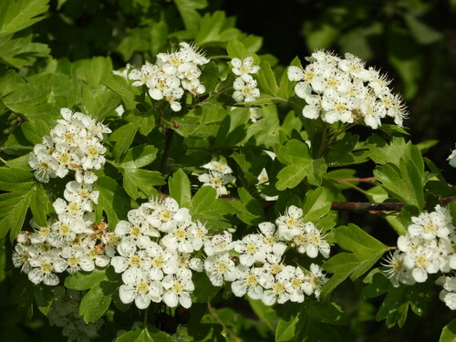 Vienapiestė gudobelė