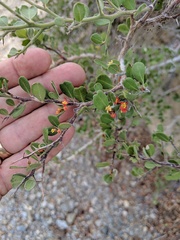 Castela peninsularis
