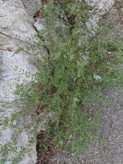 Euphorbia magdalenae