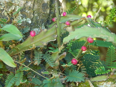 Lepismium cruciforme