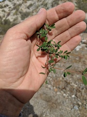 Euphorbia magdalenae