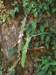 Lepismium cruciforme