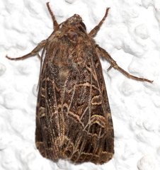 Sideridis reticulata