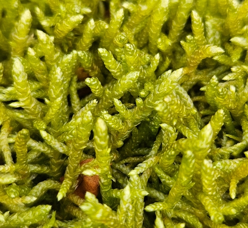 Pseudoscleropodium purum