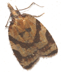 Sparganothis pilleriana