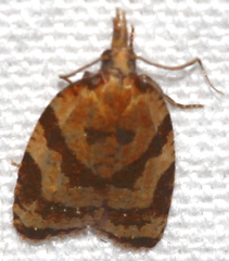 Sparganothis pilleriana